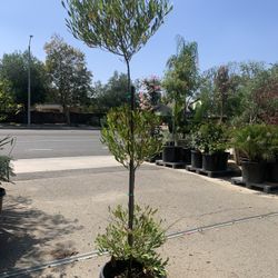 3 Tiers Hopseed Topiary