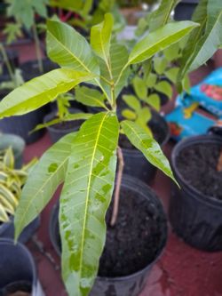 Mango Plant