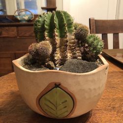 Echinopsis (Easter Lily / Urchin Cactus) – Hand-Built Stone & Ceramic Bowl Arrangemen