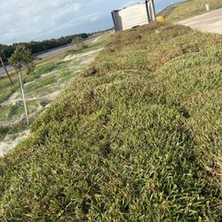 St. Augustine Sod 500sqft