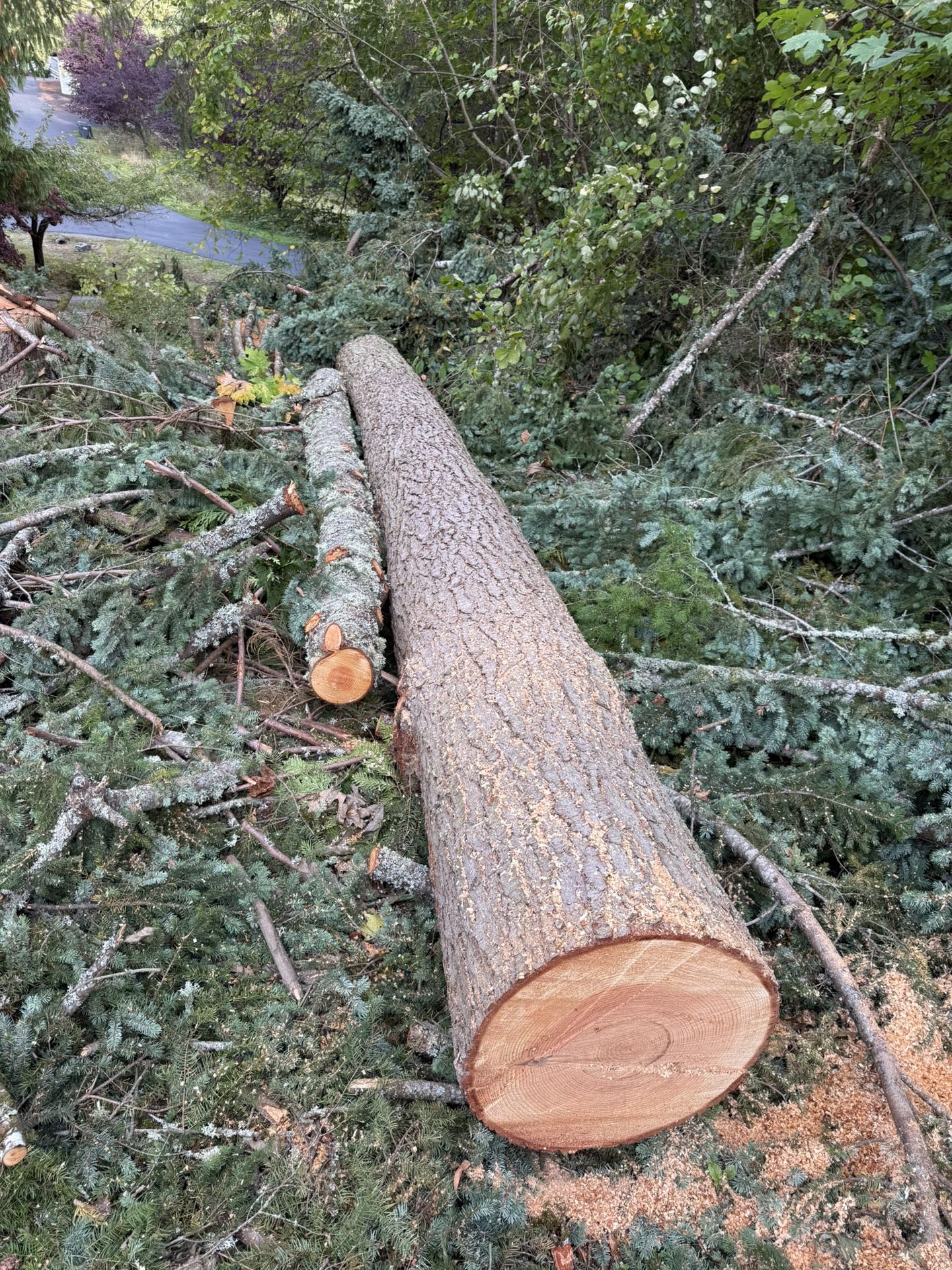 Free Fire Wood