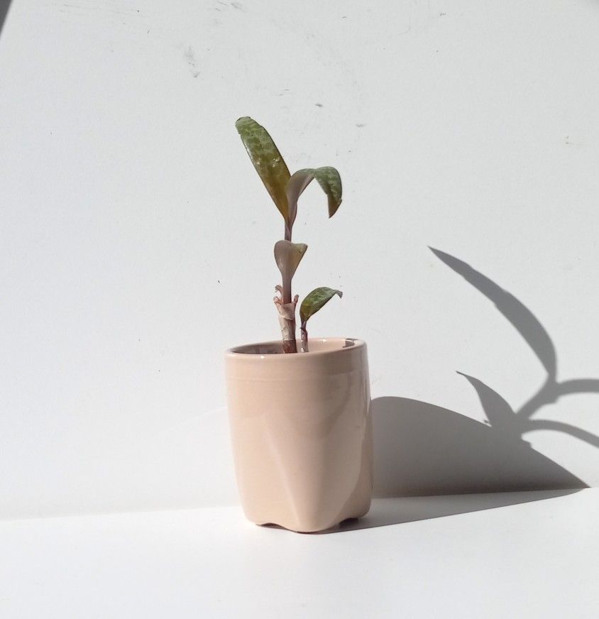 Rare Leopard peace Lily Plant/ House Plant/ Indoor Plant Flower Patio Garden