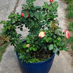 Sunburst Fragrant Rose Plant In Decorative Blue Pot