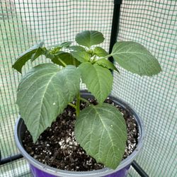 Tomatillo Plant