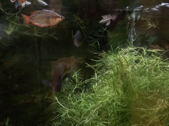 Aquarium Plant Guppy Grass