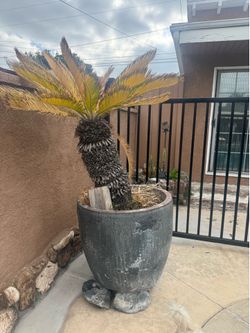 Cement planters