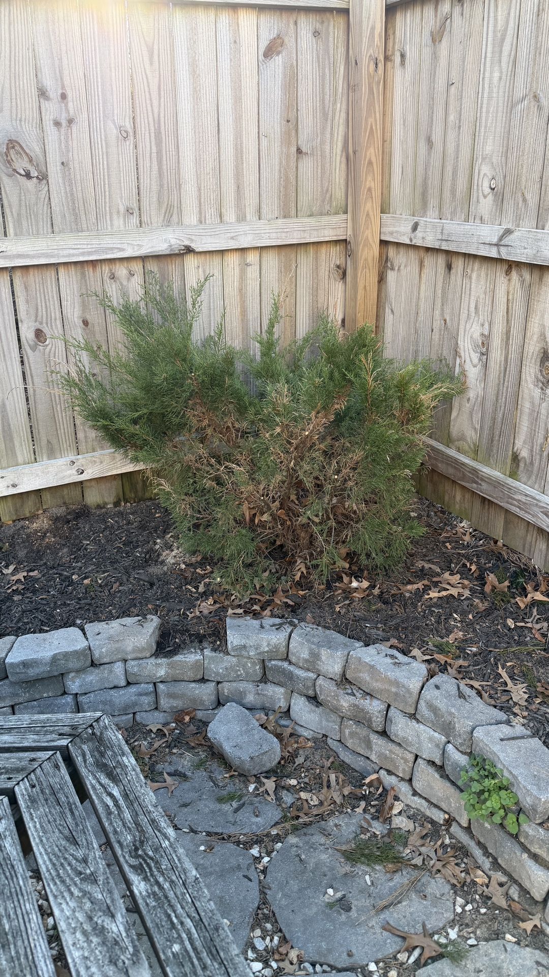 FREE - 3 bushes, Juniper Bushes (sea Green)