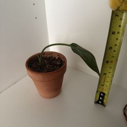 Houseplant Chinese Evergreen