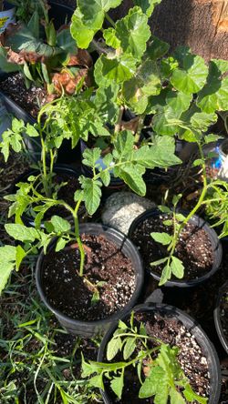 Tomates 🍅 Tomates