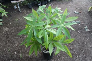 2 Gal Money Tree 💰