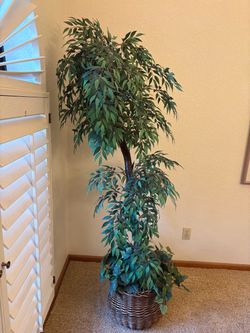 6ft Silk Tree
