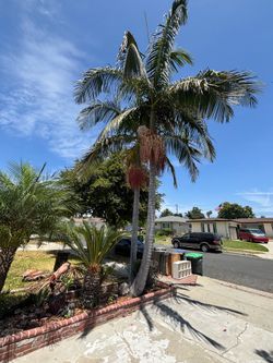 Double Palm Tree