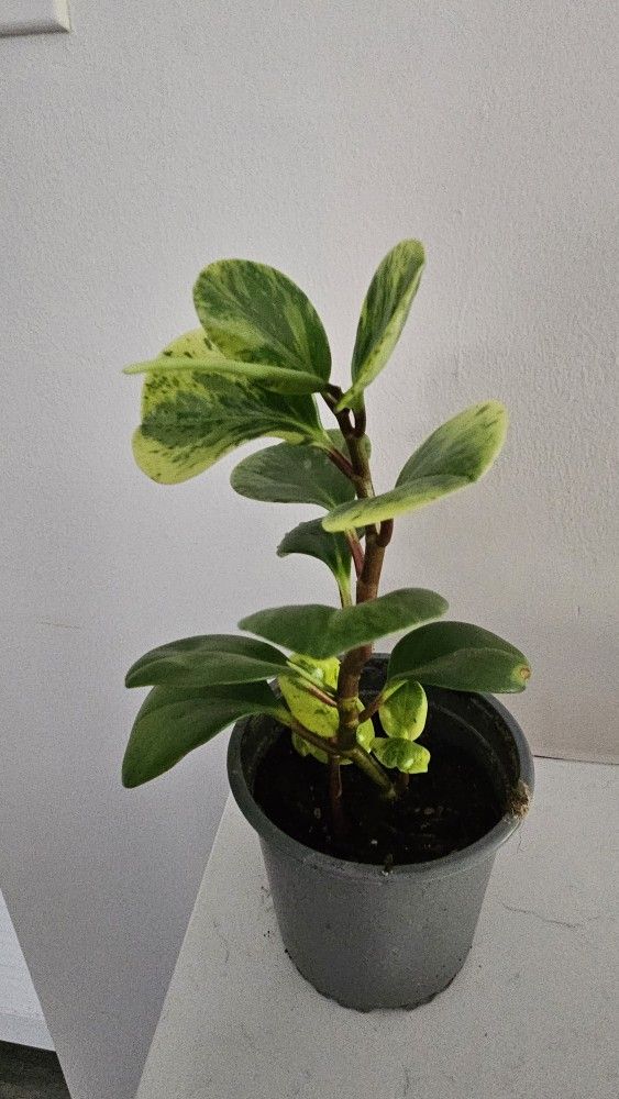 Varigated Baby Rubber Plant