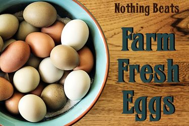 DELICIOUS FRESH EGGS AVAILABLE!