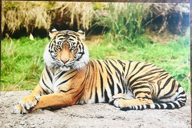 Tiger Wall Canvas Painting