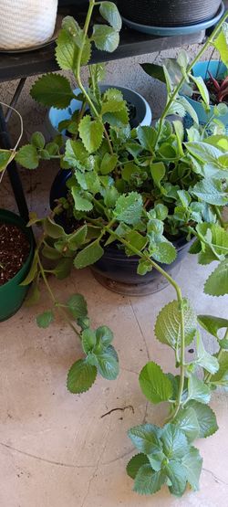 Planta de oregano grande
