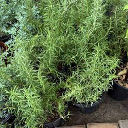 Rosemary Or Romero Plans $10 Each Price Firm