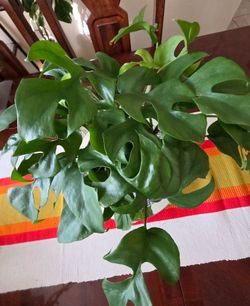 Rhaphidophora Tetrasperma ( Mini Monstera)🌿