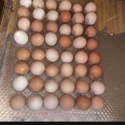 Organic Fresh Eggs Dozen $6