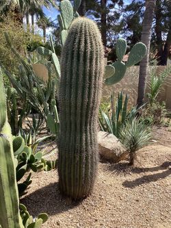 Saguaro cactus Half price READ Ad