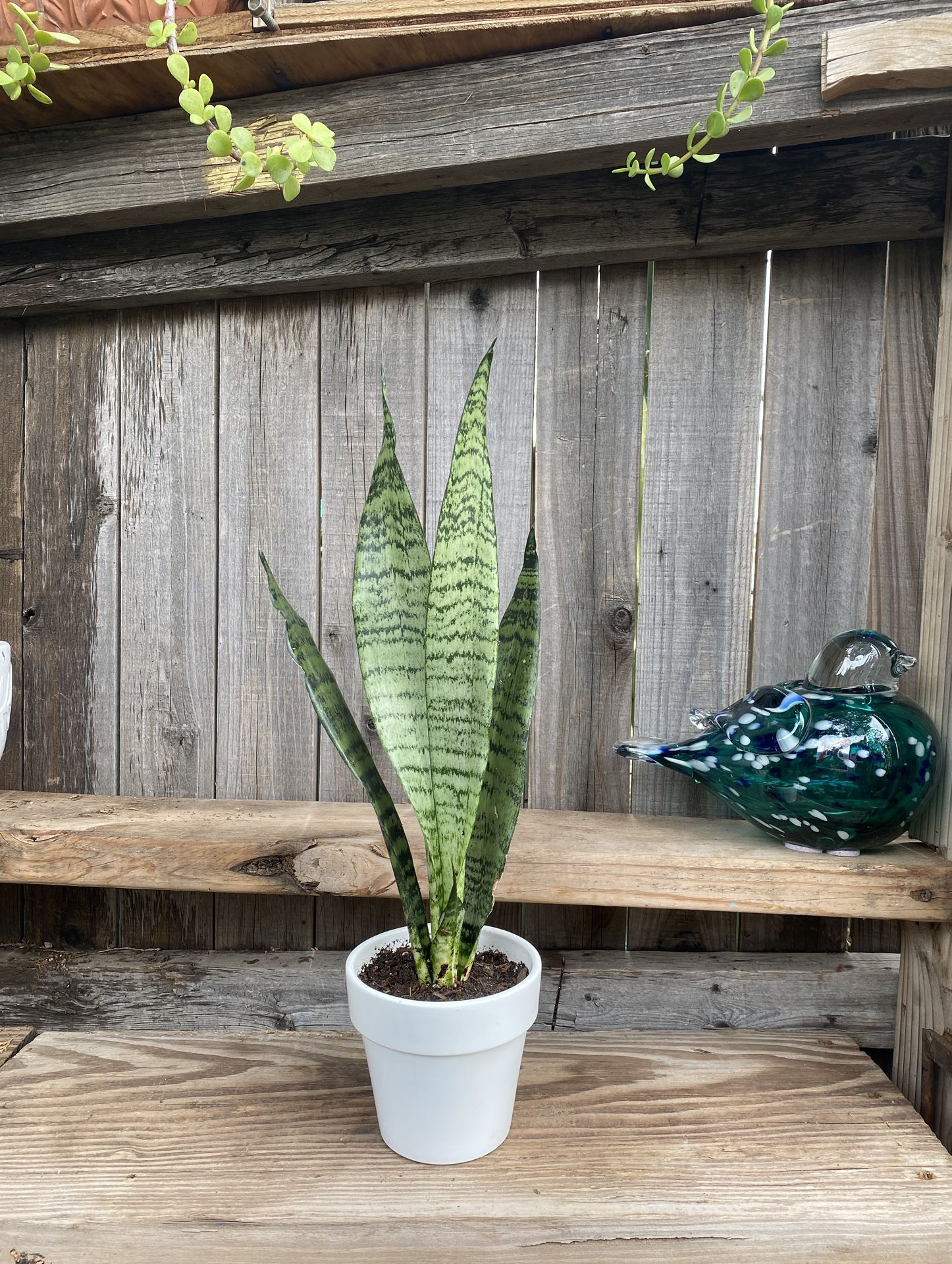 Indoor Mother-in-Law or Snake Plant