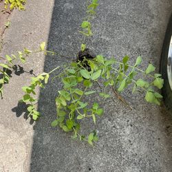 Applemint Plants (pls Read Description Below)