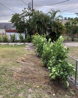 7g clusias $30 each already installed 3.5 feet tall