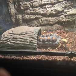 Reptile Tank Double Door