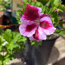 Geraniums one gallon pot