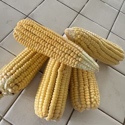 Maiz Criollo Cubano Por Cantidad 