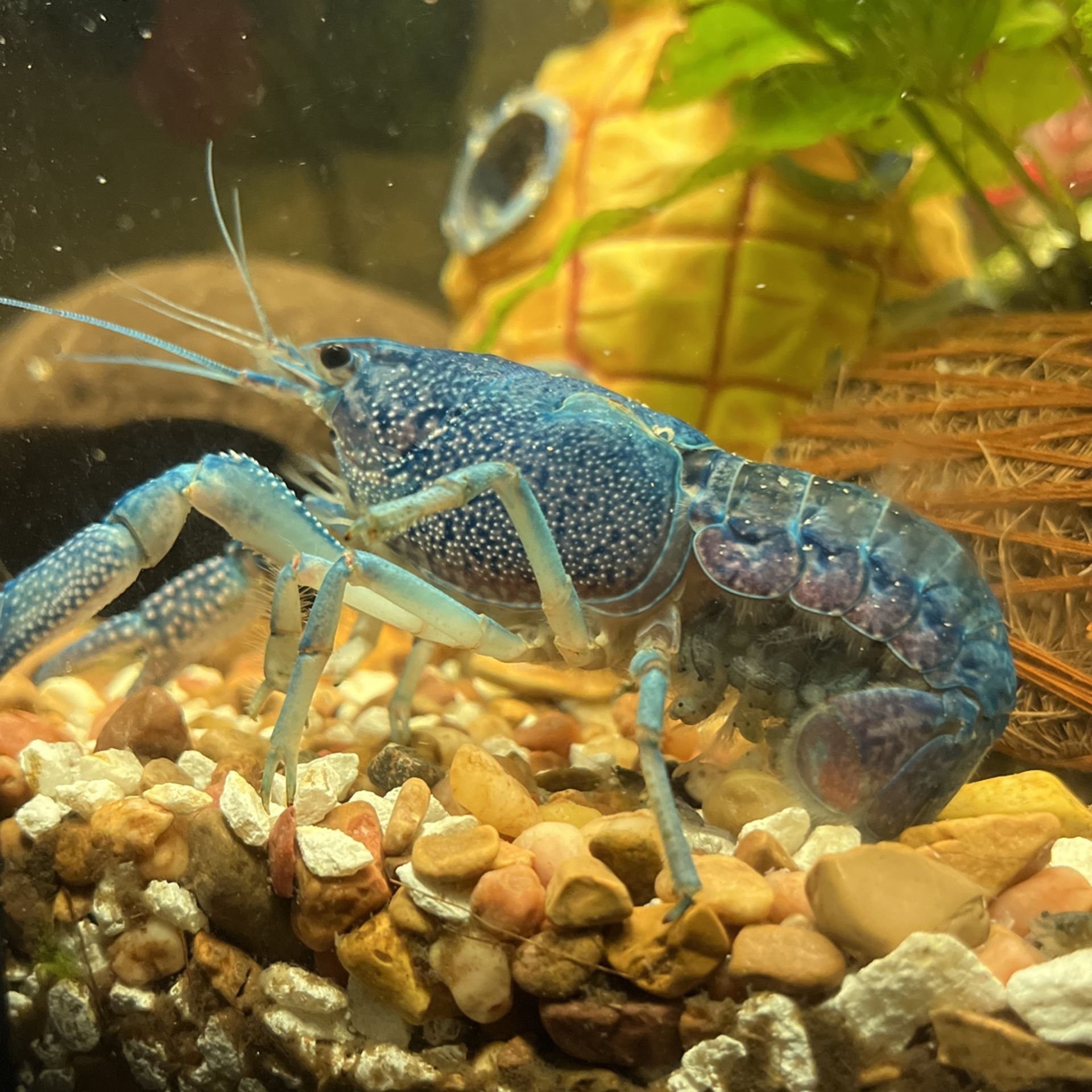 Electric Blue Crayfish