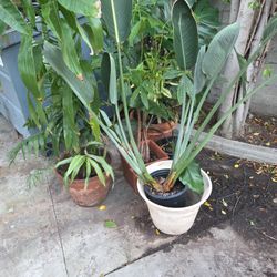 Plants For Sale