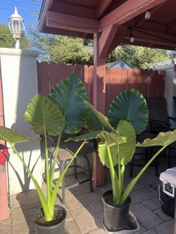 Large Elephant Ear Plants $40