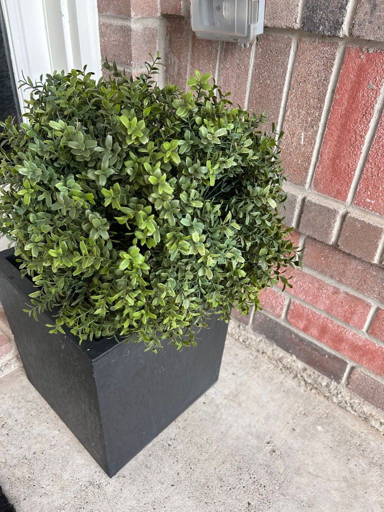 2  Plant  Pots