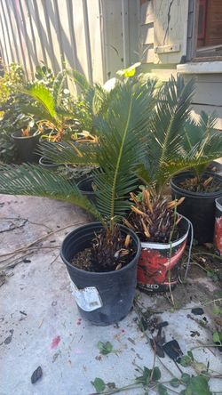 sago palms