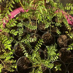 Indian curry Leaf Plant $25/1 Or $45/2 