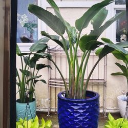 Beautiful White Bird Paradise Plants