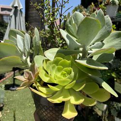 Very Beautiful Succulent 