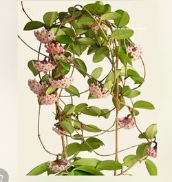 Hoya Carnosa