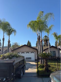 Need help on your palms or trees we can help you