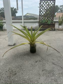 Pineapple plant 11”