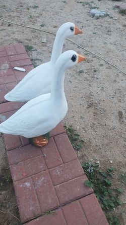 Solid Concrete Life size Goose's