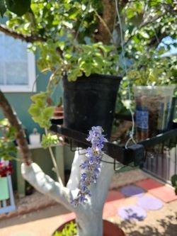 Planta de vaporub  floreciendo