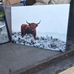 Cow Photos