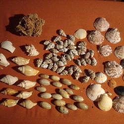 Seashells # 3