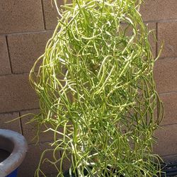Pencil Cactus Plant 