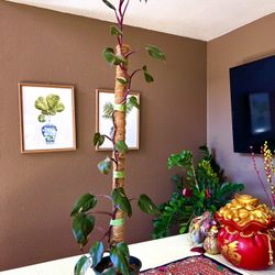 Pink Princess Philodendron Plant