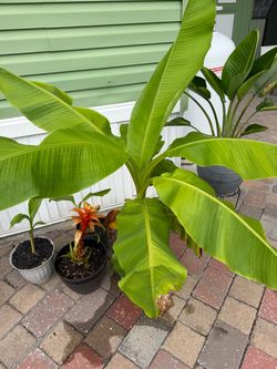 Banana plant
