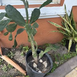 Cactus Plant 