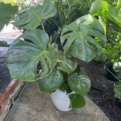 Monsteras In 3 gls Pot. ( White Pot Not Included) SPECIAL PRICE 🤩